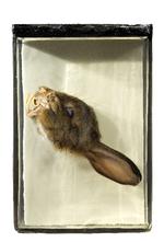 Iby_MUS_Harehoved_10-02-2012_ESDJ3M3.jpg