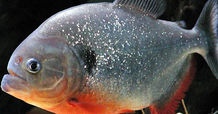 HAPS. Det var piratfiske-arten 'palometas' (ikke fisken på billedet), der i søndags angreb hundrede af turister i Brasilien. (Arkivfoto) 