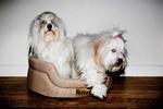 Modehund. Hunderacen coton de tulear er blot én af de hunde, der for tiden betegnes som modehund - og som man skal være ekstra varsom med at købe. 