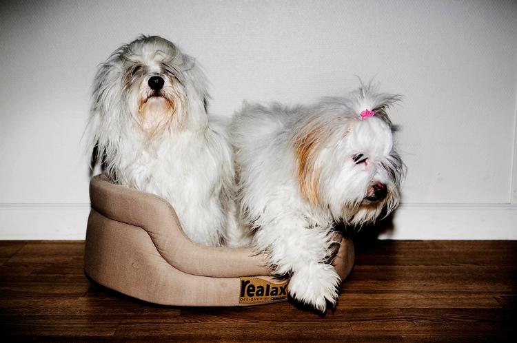 Modehund. Hunderacen coton de tulear er blot én af de hunde, der for tiden betegnes som modehund - og som man skal være ekstra varsom med at købe. 