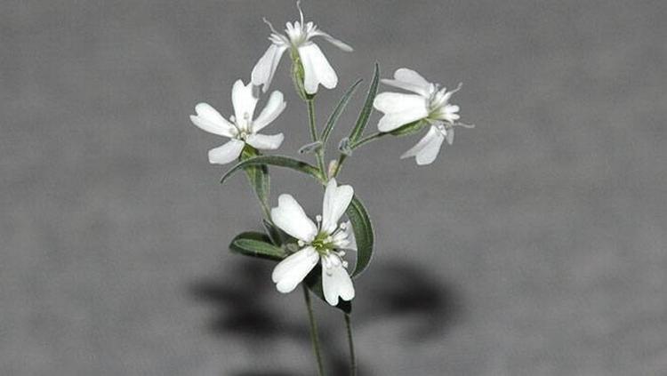 ISBLOMST Forskere gror planter fra isalderen. 