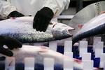 Vaccine. De små laks opdrættes indenfor i ferskvand, hvor de tages op, bedøves og vaccineres i hånden – en for en. Det betyder for de norske laks vedkommende, at man ikke behøver give dem antibiotika. 