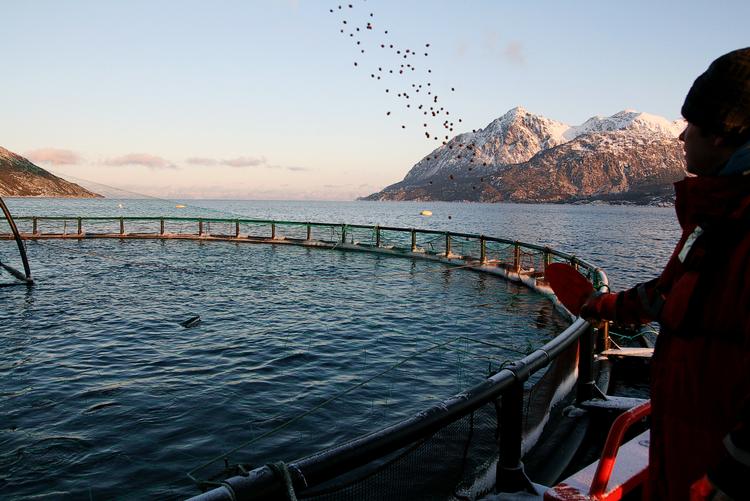 Spisetid. På et af laksefarmerfirmaet Mainstreams 17 anlæg i Nordland, Norge, bor millioner af laks, der tilsammen bliver til 20.000 ton filet. De lever af tørfoder, som her strøs ud til ære for fotografen. Mængderne er så enorme, at foderet konstant pumpes ud i store slanger. 