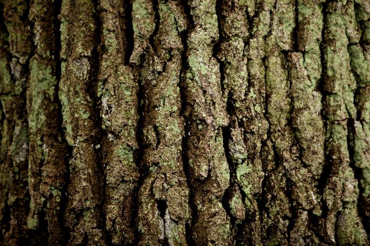 forbedring. Det Miljøøkonomiske Råd foreslår, at miljøindsatsen forbedres i 47.000 hektar skov - svarende til ni procent af skovarealet. 