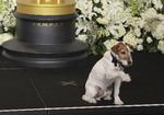Hundekunstner. Den 10 år gamle hund Uggie spiller en afgørende rolle i 'The Artist'. I nat blev den hyldet ved Oscar-showet. 