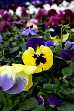 Få her del i Søren Ryges gode råd til at forberede den spirende have til foråret. 