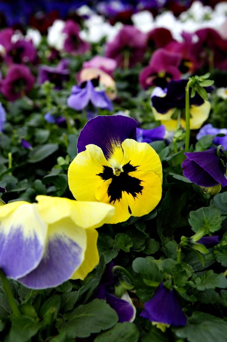 Få her del i Søren Ryges gode råd til at forberede den spirende have til foråret. 