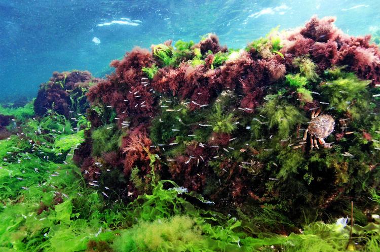 Oase. Det ligner noget  fra Det Røde Hav, men er  et rev ud for Sjællands Odde, hvor der bl.a. er søsalat, strandkrabber og kutlinger.  Foto: Jonas Thormar/ livetunderoverfladen.dkSØANEMONER. Siden 2010 har det været forbudt at fiske sten, men trawlfiskeri er stadig tilladt på de unikke stenrev. 