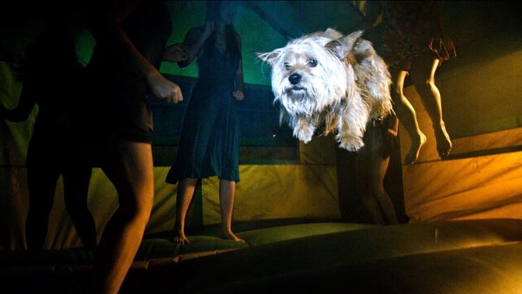 Film. 1.500 mennesker tropper op til en fest, hvor alting ikke går som planlagt - og en hund deltager. Bl.a. bliver en dværg lukket inde i en ovn, og brandvæsenet tilkaldes for at stoppe de mange hærgende teenagere. 