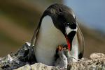 TRAVEL TRIP ANTARCTICA