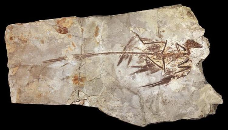 FORTIDSFUND. Det særdeles velbevarede fossil af en fjerklædt dinosaur har givet forskerne ny viden om farver og dermed om den adfærd, de har udvist. 
