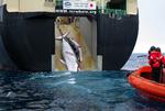 HVALJAGT. Billeder fra det australske toldvæsen viser ifølge myndighederne en dræbt vågehval og dens unge blive trukket op på det japanske hvalfangerskib 'Yushin Maru 2' i farvandet ud for Sydpolen sidste år. 