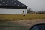 Træk. Storken fra Stenløse er fløjet videre mod sin rede i Såkne. 