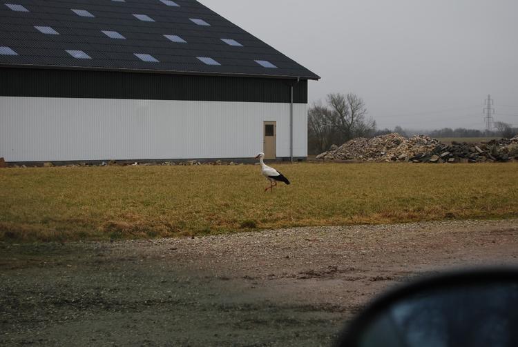 Træk. Storken fra Stenløse er fløjet videre mod sin rede i Såkne. 