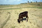 Smittefare. Små, danske kalve risikerer at blive misdannet ved fødslen, hvis deres mor er smittet med virusset Schmallenberg. 