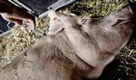 Bakterietrussel. Mange danske grise indeholder bakterier, der er modstandsdygtige over for antibiotika. Dem kan du risikere at få i dig, hvis du senere spiser kødet og ikke tager dine forholdsregler. Foto: Joachim Adrian 