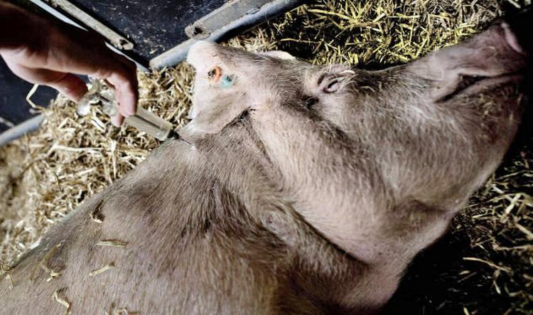 Bakterietrussel. Mange danske grise indeholder bakterier, der er modstandsdygtige over for antibiotika. Dem kan du risikere at få i dig, hvis du senere spiser kødet og ikke tager dine forholdsregler. Foto: Joachim Adrian 