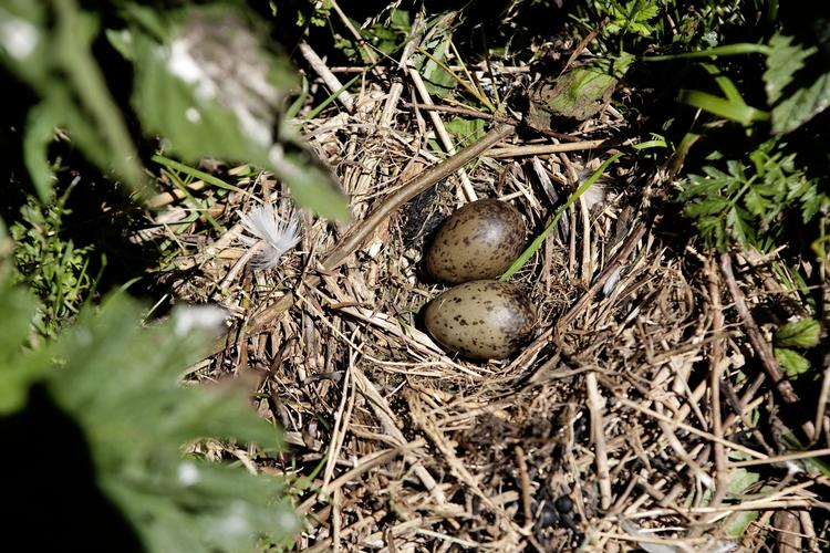Om det er et menneske eller et dyr der har ribbet rederne omkring Gentofte Sø for æg er et mysterium. 