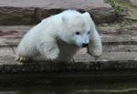 hopla. Knut fotograferet som lille bitte i 2008. Isbjørnen med adresse i Berlins Zoo døde for et år siden. 