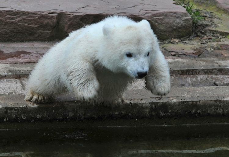 hopla. Knut fotograferet som lille bitte i 2008. Isbjørnen med adresse i Berlins Zoo døde for et år siden. 