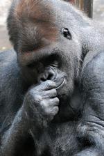 Buffalo Zoo Escaped Gorilla