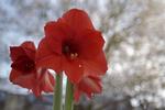 Blomst. Amaryllis skal ikke nødvendigvis have tre måneders vand og tre måneders hvile, insisterer læserne. 