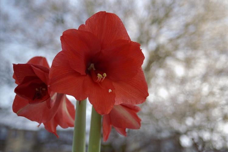 Blomst. Amaryllis skal ikke nødvendigvis have tre måneders vand og tre måneders hvile, insisterer læserne. 