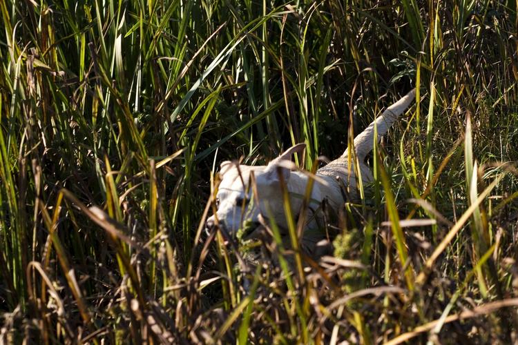 Aflivning. Det er lovligt at skyde omstrejfende hunde, hvis ejeren er blevet advaret. Bør det ændres? 