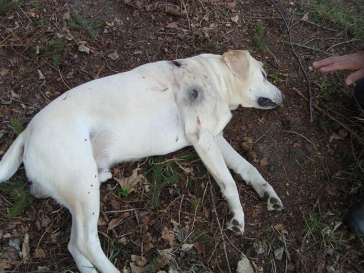 Balder. En jæger har skudt sine genboers labrador, efter han mange havde klaget over, at de lod den strejfe rundt. (Privatfoto) 