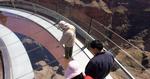 UDSIGT. Grand Canyon kræver årligt dødsofre. Her er vi på udsigtsplatformen Skywalk, hvofra man kan kigge ned til bunden af slugten. 