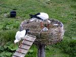 lol_hvid-stork-unger_31-03-2012_BADU4G5.jpg
