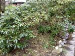 lol_rododendron_31-03-2012_H2DTFP8.jpg