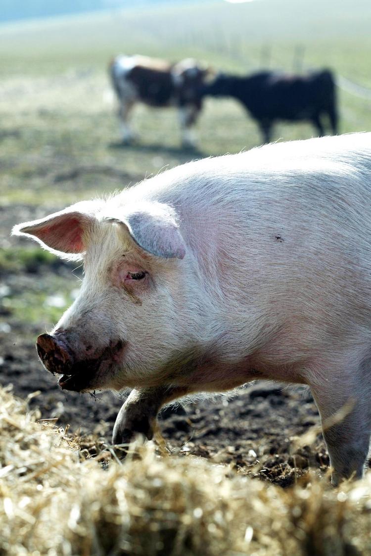 Salmonella er mere sjældent hos frilands- og økogrise end hos andre svin
