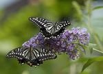 VID-sommerfugle_08-04-2012_5MDVE23.jpg