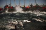 Råt. Miljøorganisationer er stærkt kritiske over for fangst af Bluefin-tun, men Alex Sushi reklamerer med, at de nu anvender en bæredygtigt opdrættet slags. 