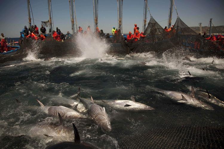 Råt. Miljøorganisationer er stærkt kritiske over for fangst af Bluefin-tun, men Alex Sushi reklamerer med, at de nu anvender en bæredygtigt opdrættet slags. 