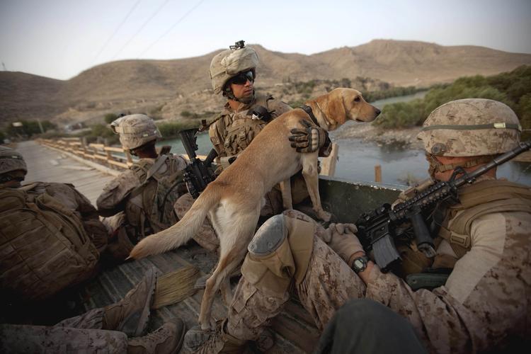 Og her er mine-hunden Preacher med på ladet af et køretøj, der passerer Helmand-floden. 
