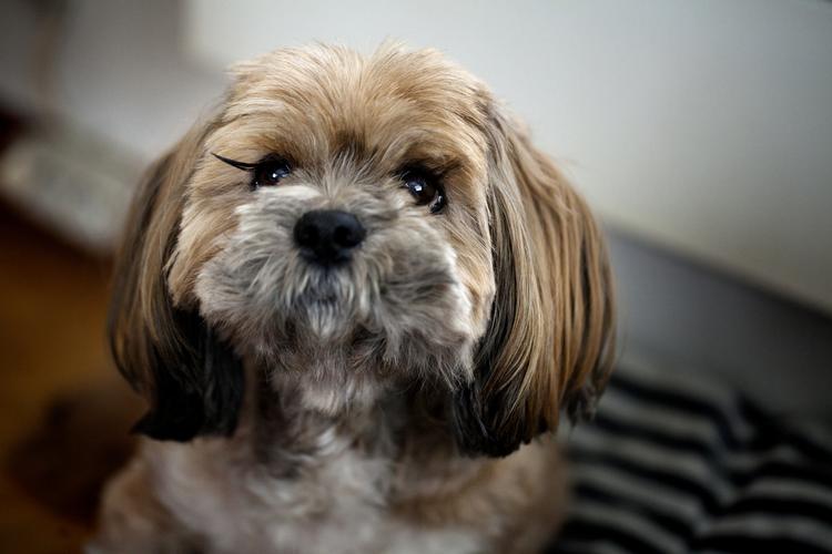 Vuffelivov. Danskerne elsker deres kæledyr, og er typisk villige til at ofre mange tusinde kroner på deres ve og vel. 