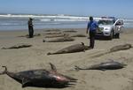 Myndighederne registrerer de døde delfiner, som er skyllet op på Pimentel Strand i Chiclayo, Peru. 