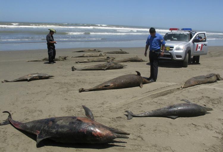 Myndighederne registrerer de døde delfiner, som er skyllet op på Pimentel Strand i Chiclayo, Peru. 