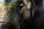 Øjeblik. Nogle gange kræver det en elefant at komme videre i livet. Drengen Sion passer Vera. 