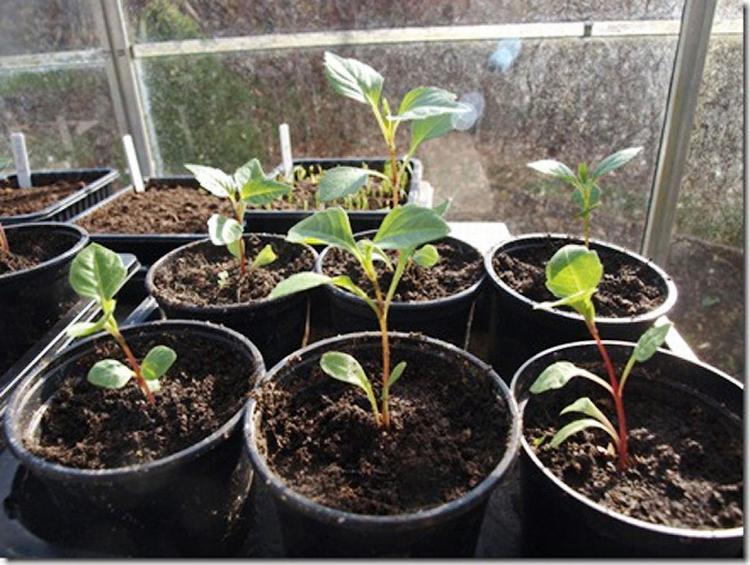 vokseværk. De såede georginer står i potter i drivhuset og venter på at  blive store nok til at kunne plantes ud. Privatfoto 