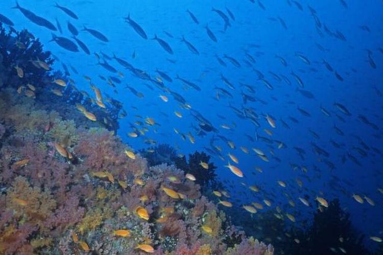 rejs_Koralrev_Maldiverne_CarstenBroderHansen800