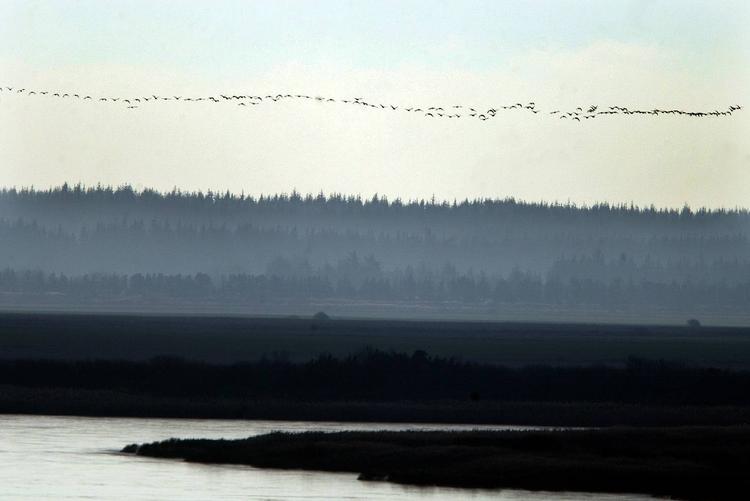 fugletræk. Den frygtede West Nile Virus spredes især af trækfugle. De kan blive smittet via myggestik i Sydeuropa og bringe smitten videre til danske myg, som igen kan smitte mennesker. 
