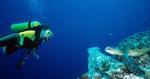 Rendezvous. En grøn havskildpadde hviler sig på koralrevet, helt upåvirket af dykkeren. 