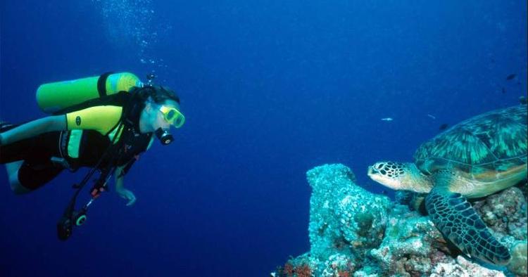 Rendezvous. En grøn havskildpadde hviler sig på koralrevet, helt upåvirket af dykkeren. 