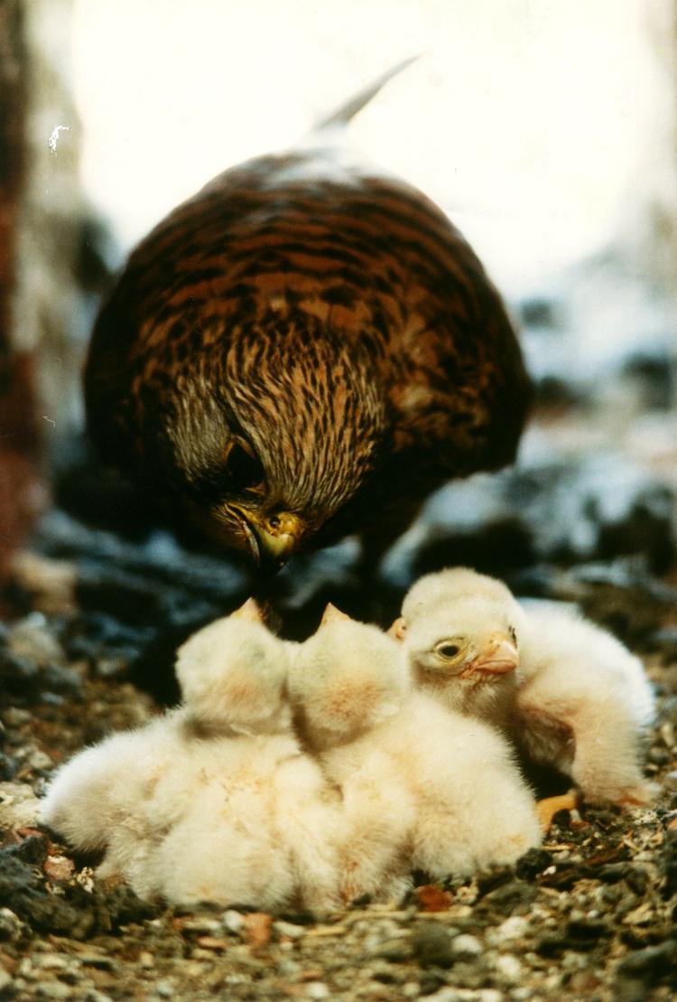 Hverdag. Hjemme hos fru Falk og ungerne.