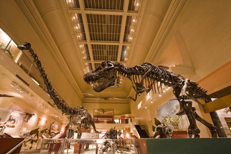 GAS.  Dinosauerne udledte cirka 520 millioner ton mavegas om året, vurderer forskere. 