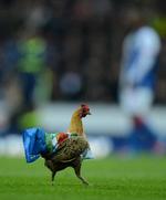 utilfredshed. Protesterende Blackburn-fans sendte en høne på banen til opgøret mod Wigan, der beseglede Blackburns skæbne i den bedste række. 