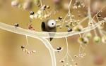 I ‘Botanicula’ skal et kæmpe-træ reddes fra sorte onde edderkopper, og alene den sprudlende opfindsomhed i spillets fantasi-flora og fauna er bjergtagende. 